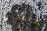Frullania dilatata