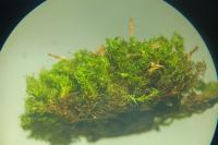 Ulota crispula