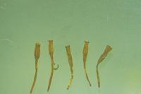 Ulota crispula