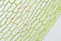 Funaria hygrometrica