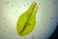 Syntrichia papillosa