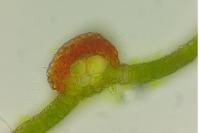 Syntrichia laevipila