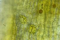 Orthotrichum tenellum