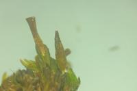 Orthotrichum tenellum