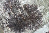 Frullania dilatata