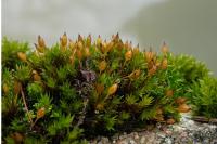 Orthotrichum anomalum
