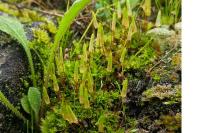 Encalypta