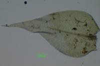 Rhynchostegium megapolitanum