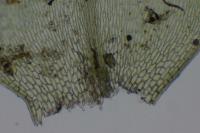 Rhynchostegium megapolitanum