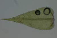 Kindbergia praelonga