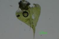 Kindbergia praelonga