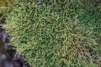 Hypnum cupressiforme