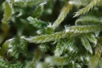 Hypnum cupressiforme