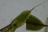Syntrichia laevipila
