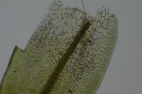 Syntrichia laevipila
