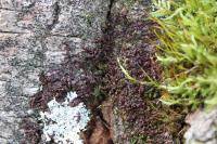 Frullania dilatata