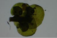 Frullania dilatata
