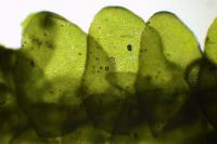 Porella platyphylla