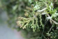 Porella platyphylla