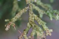 Porella platyphylla