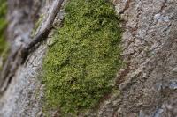 Metzgeria furcata