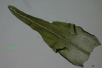Anomodon viticulosus