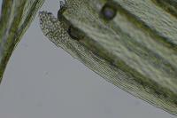 Homalothecium sericeum