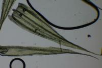 Homalothecium sericeum