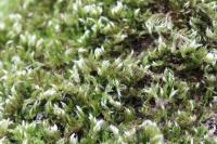 Homalothecium sericeum