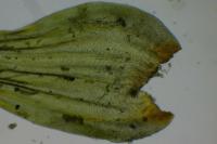 Leucodon sciuroides