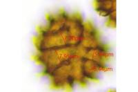 Fossombronia pusilla