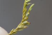 Cryphaea heteromalla