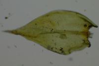 Cryphaea heteromalla