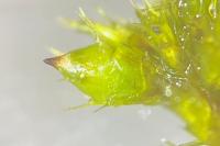 Cryphaea heteromalla