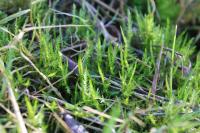 Calliergonella cuspidata