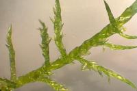 Calliergonella cuspidata