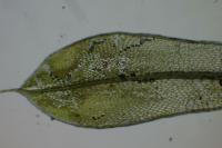 Ptychostomum capillare