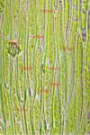 Herzogiella seligeri