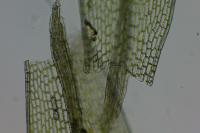 Ptychostomum capillare