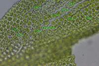 Zygodon viridissimus