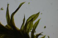 Zygodon viridissimus
