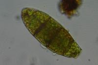 Zygodon viridissimus