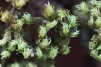 Zygodon viridissimus