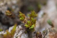 Lewinskya affinis
