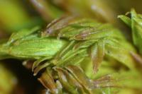 Lewinskya affinis