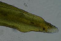 Lewinskya affinis