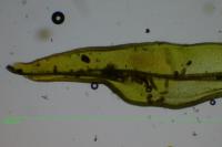 Lewinskya affinis