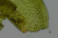 Lewinskya affinis