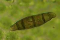 Lewinskya affinis