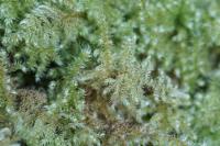 Ctenidium molluscum